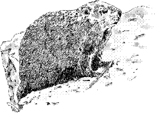 [Uncaptioned image]